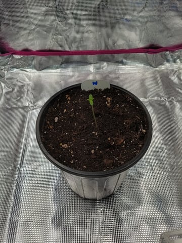 OG KUSH — germination, day 2