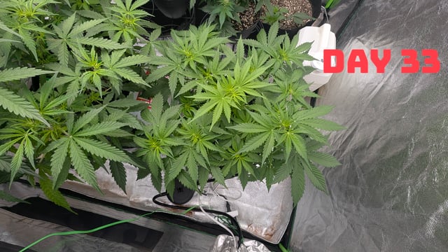 Strawberry Cheesecake Seedsman Seeds Autoflowers x2 — seedling_rooting, day 36