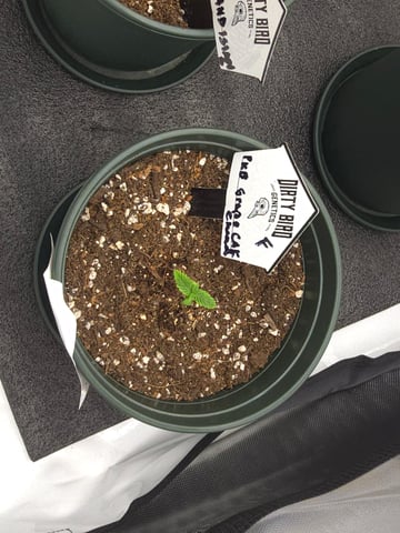 Dirty Bird - Thousand Island Fem & Platinum Kush Breath Remix x Grape Cakehead Fem Photo  — seedling_rooting, day 2
