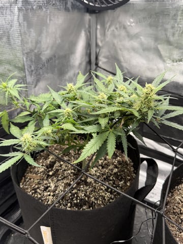 Gorilla Cookies — 1st Grow — flower, day 63
