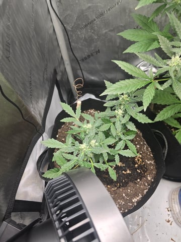Durban Poison — vegetative, day 64