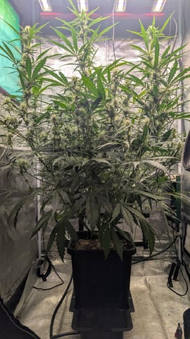 Lemon Cherry Gelato Auto — vegetative, day 72