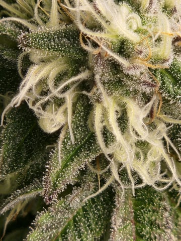 Fat Matt's 1st grow — flower, day 18