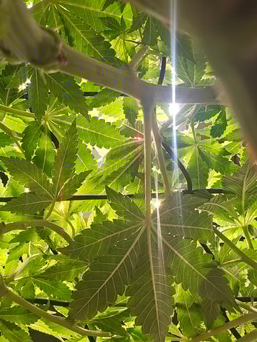 Northern lights #10 (Alaska) — flower, day 43