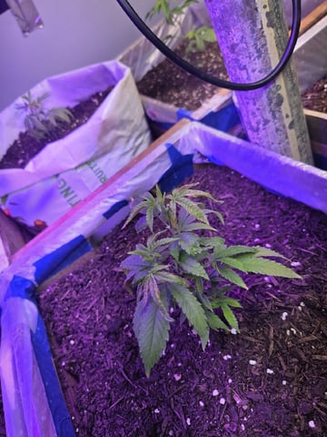 Crones😵‍💫 — vegetative, day 4