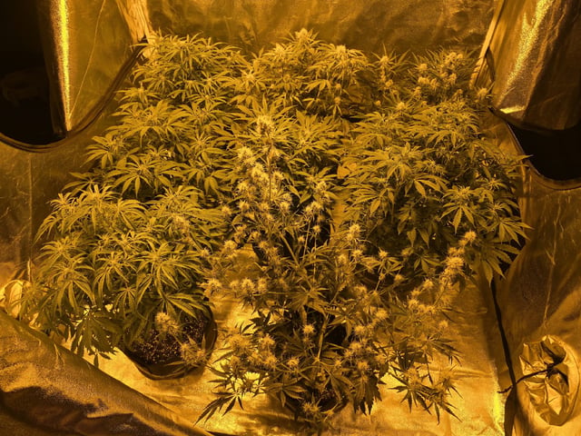 Autos AGAIN