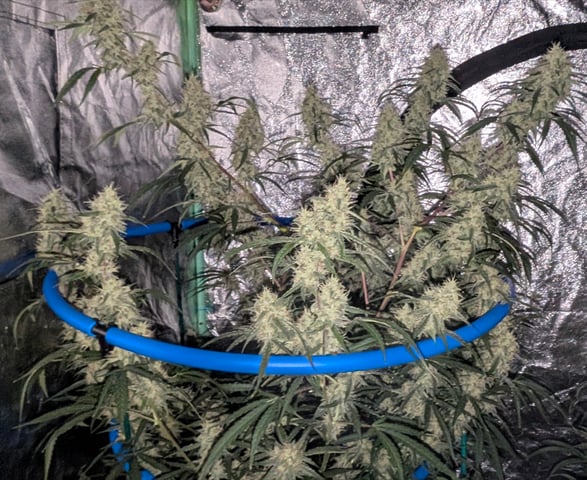 Mixed Grow — flower, day 77