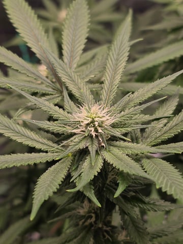 First grow — flower, day 78