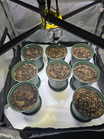 Homegrown - 🍒 🥧 & GSC Auto, 🚀 Seeds 🍌 Buttercups  — grow_setup, day 7