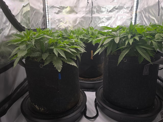 Purple Haze  — vegetative, day 28