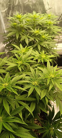 First Time Growing  — flower, day 58