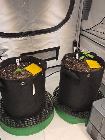 2nd Grow 3x5 tent — seedling_rooting, day 11