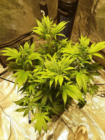 Gorilla Cookies Auto — vegetative, day 48
