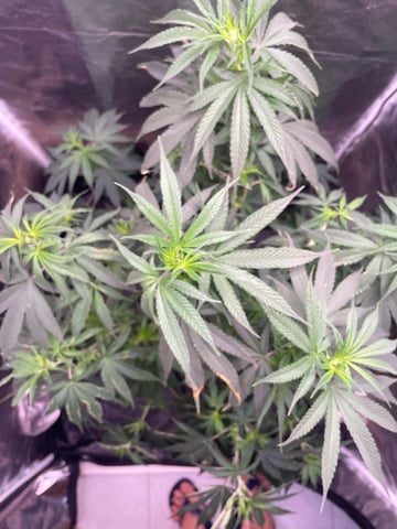 Blueberry — vegetative, day 80