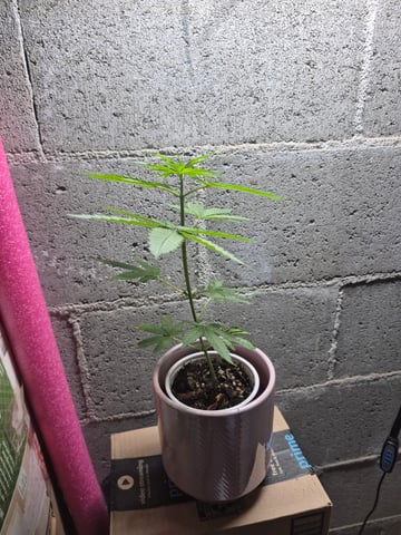 My young clone  — vegetative, day 1