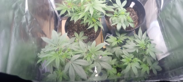 frst grow tent grow — vegetative, day 38