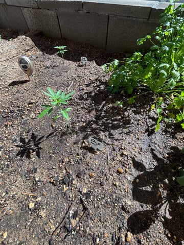 3 seeds  — vegetative, day 32