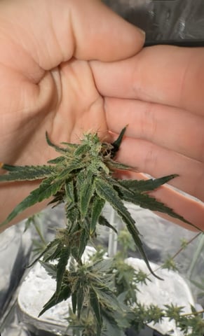 Dave’s grow — done, day 108