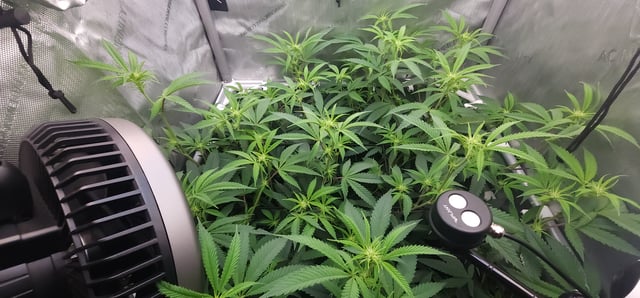 Guava Mints — flower, day 3