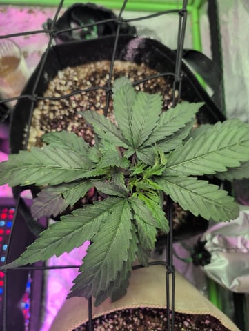 2025-26 — vegetative, day 22