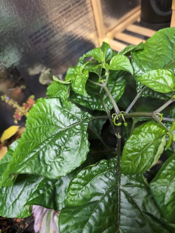 See what grows — vegetative, day 106