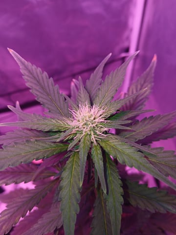 CountryG  — seedling_rooting, day 37