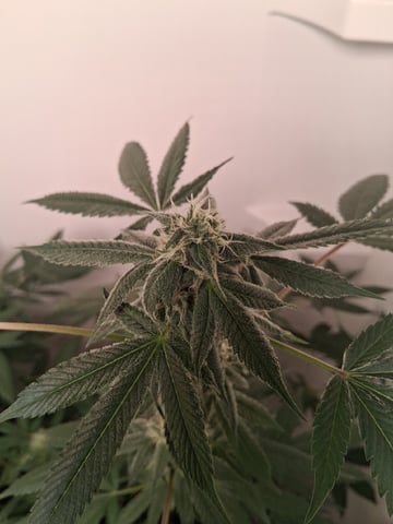 S&D  First Grow — flower, day 67