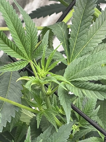 Humboldt, Hella Jelly. Jelly Donut  — flower, day 54