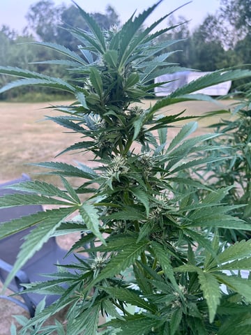 First ever grow — flower, day 68