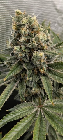 1st grow continued  — flower, day 50