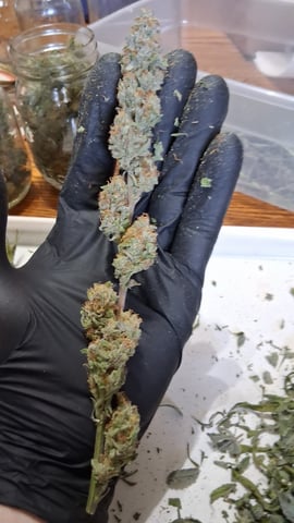 Here We Go Again 😎, This Should Be Good. 🤞👁️👁🤞 — grow_setup, day 9