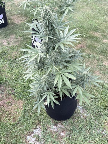 Northern Lights Auto(1) — flower, day 5