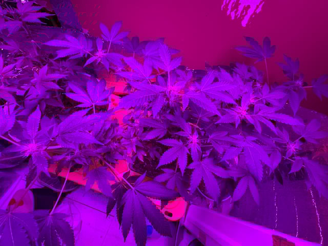 OG Kush — flower, day 86