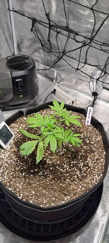 Hawaiian Haze  — vegetative, day 20