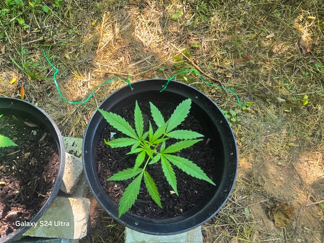 1st Grow — vegetative, day 25