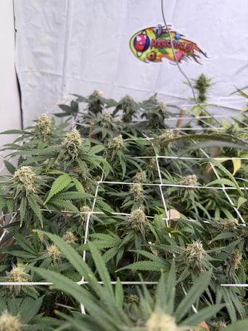 Indoor Grow  — flower, day 180