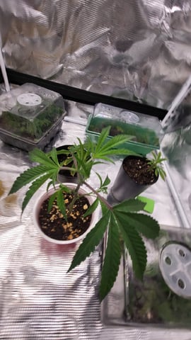 2x2x4 — vegetative, day 31