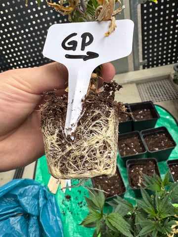 Permanent Marker, Gary Payton Cuttings/Clones 