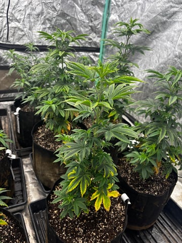 Mixed Freebies — vegetative, day 60