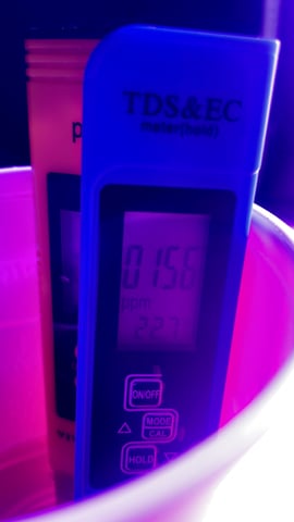 blueberry cupcake  — vegetative, day 50