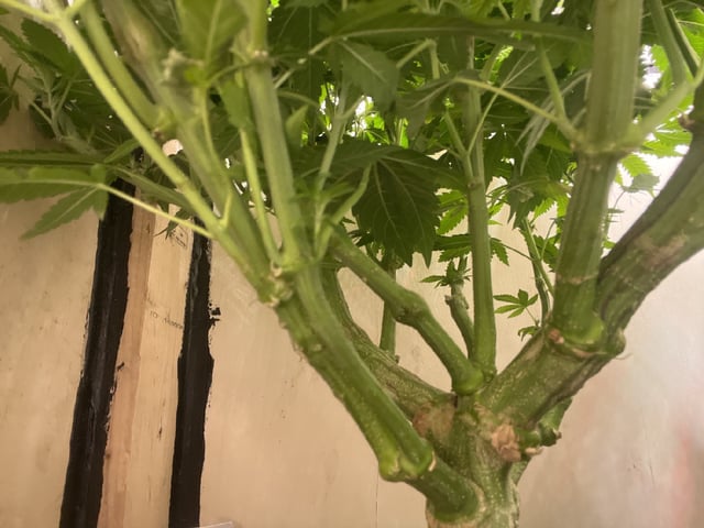 white 🕷️  — vegetative, day 71