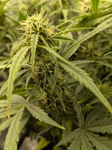 first grow — flower, day 46