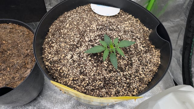 Mixed Grow — grow_setup, day 27