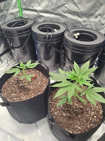 Do Si Dos -Cookies — vegetative, day 24