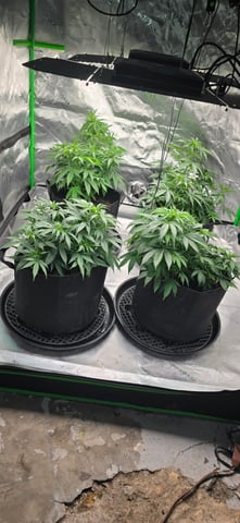 This grow may be interesting! — vegetative, day 82