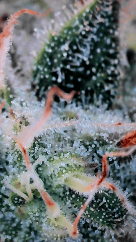 Northern lights #10 (Alaska) — flower, day 76