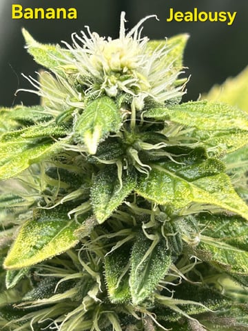 Banana and Gold — flower, day 47