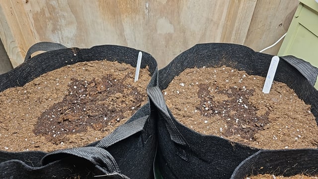 banana blaze  — grow_setup, day 5