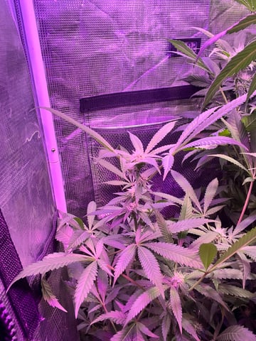  strawberry cough  — flower, day 95