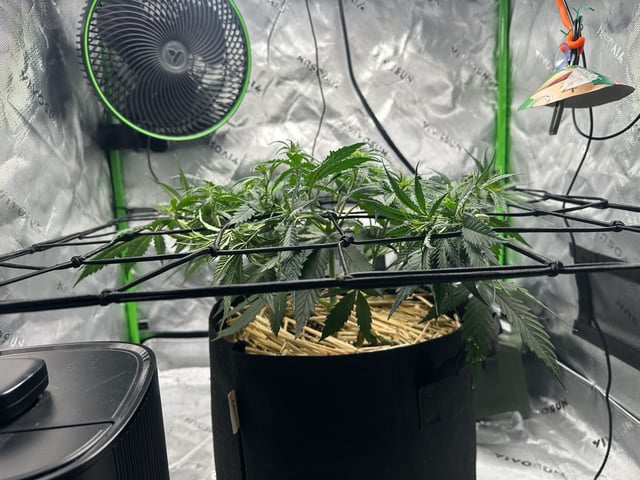 Pine (Auto) 2025 - 0 — flower, day 44